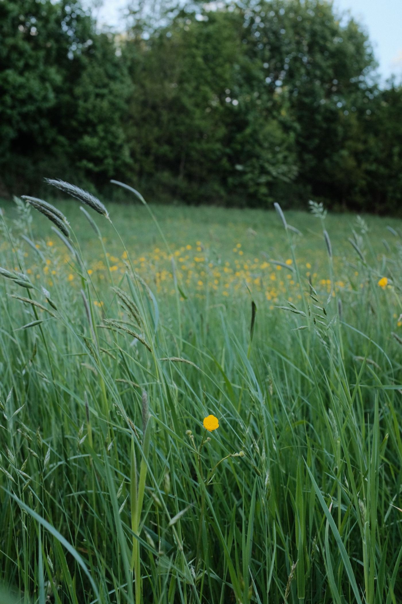 FERNHILL — Grow a meadow and move through four seasons.
